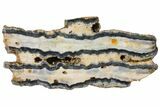 Mammoth Molar Slice With Case - South Carolina #130683-1